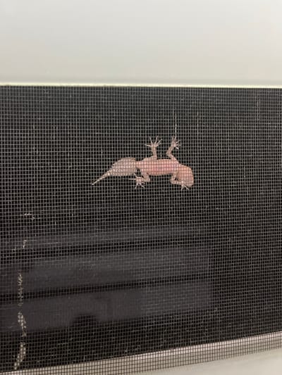 A single gecko, approximately 5-7 centimeters in length, is observed adhering to a black mesh screen. The gecko is actively shedding its skin; the anterior half of its body, including its head and torso, exhibits a pinkish, unshedded appearance, while the posterior half, comprising its hind legs and tail, retains a mottled, light gray, and visibly peeling layer of old skin. Its four limbs are splayed, maintaining contact with the mesh. The mesh itself is a uniformly woven black grid, likely part of a window or door screen. A white or light-colored frame runs along the top and bottom edges of the visible screen section. Behind the screen, a dark, indistinct horizontal band is visible in the lower half of the mesh area, consistent with an interior view through the screen. The scene is located in Coalcliff, Australia. No other subjects or interactions are present.