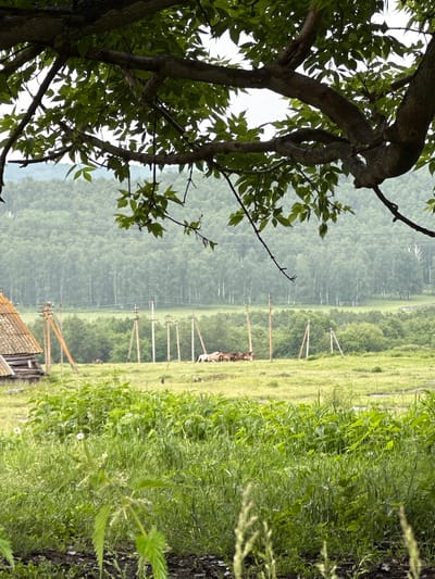 The image depicts a rural scene in Abzakovo, Russia, under an overcast sky. In the foreground, a large tree branch with green leaves partially obstructs the view. Beyond the tree, a grassy field stretches into the distance, dotted with several wooden utility poles. To the left, a portion of a rustic wooden structure with a weathered roof is visible. In the mid-ground, a small herd of horses is grazing in the field. The background is dominated by a dense forest with a variety of trees, creating a textured green backdrop. The overall atmosphere is serene and natural, characteristic of a countryside setting.
