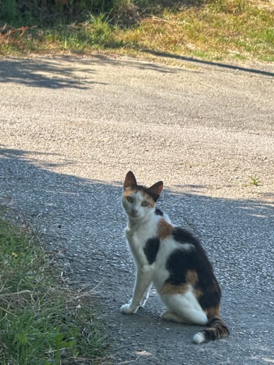 A calico cat with white, black, and brown patches sits on an asphalt road in Prijeradi, Montenegro. The cat is facing the camera, with its body angled slightly to its left. Green grass and dry foliage are visible on the left side of the road, and shadows from unseen trees cast stripes across the asphalt in the background. The scene appears to be outdoors in daylight.