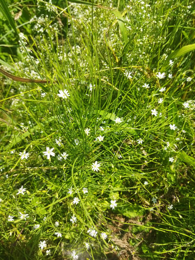 The image shows a close-up view of a dense patch of green grass and small white wildflowers. The wildflowers have delicate, star-shaped petals and are scattered throughout the grassy area. The grass is tall and appears to be growing wild. The lighting suggests it is daytime, with sunlight filtering through the foliage, creating some shadows and highlights. The background is a blur of green and some lighter areas, indicating more vegetation. There are no people or animals visible in the image. The overall impression is one of a natural, overgrown outdoor scene. The specific location in Кіраўскі сельскі Савет, Belarus, is not evident from the image itself; it's an assumption based on the prompt.