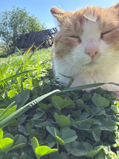 A close-up, ground-level, slightly tilted shot depicts a ginger and white cat with closed eyes lying among green clover and grass. Behind the clover, there's a blurry view of a dilapidated wooden structure and a tree against a clear blue sky. Based on the provided information, the location is in Кемуль, Russia.