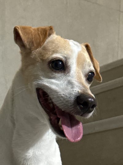 The image is a close-up shot of a tan and white dog's face. The dog is panting with its mouth open and tongue out. Its eyes are dark and its ears are floppy and tan. The background is a textured, neutral-colored wall. The image does not provide any information about the location in Santa Marta, Colombia.
