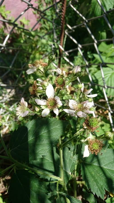 The image shows a close-up view of a cluster of white blackberry flowers and developing green berries, intertwined with thorny stems and serrated green leaves. The plants are growing in front of a wire mesh fence, with a rusty metal bar visible along the bottom edge of the fence. In the background, lush green foliage and a hint of a reddish-pink surface, possibly a path or ground cover, can be seen. The lighting suggests it is daytime, with shadows cast by the leaves indicating the sun is present. The setting appears to be outdoors, possibly in a garden or along a fence line in Dvirets, Ukraine. There is no visible text in the image. The scene captures a moment of natural growth and development, with the delicate flowers contrasting with the thorny stems and the industrial element of the fence.
