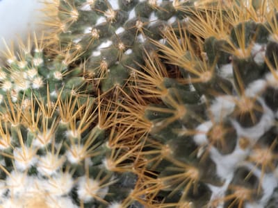 The image is a close-up, top-down view of a cluster of cacti. The cacti are green, with prominent yellow spines and tufts of white fuzz at their bases. The spines are sharp and radiate outwards from the spherical segments of the plants. The lighting suggests an indoor setting, possibly near a window, as there are some reflective highlights on the spines and a hint of a white surface in the upper left quadrant, which could be a pot or a wall. There are no people or animals visible in the image. The overall impression is one of texture and detail, focusing on the natural defense mechanisms and fuzzy growth of the cacti. The image does not provide any information to indicate its location in Bireuenmeunasahreuleut, Indonesia.