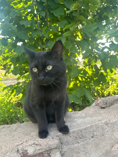 A black cat with green eyes sits on a textured, light-colored stone surface. The cat is facing forward, with its body partially turned to the left. Behind the cat, there is lush green foliage, suggesting an outdoor setting, likely in the village of Sarymoldaev rural district, Kazakhstan. The lighting indicates it is daytime, with sunlight filtering through the leaves, creating dappled light effects. The stone surface appears weathered and uneven. The background is blurred, focusing attention on the cat.