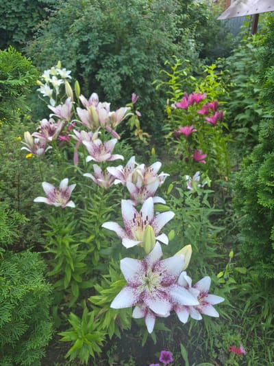 The image depicts a close-up view of a lush garden in Malaya Tsarevschina, Russia. The foreground is dominated by several large white lilies with deep purple speckles on their petals. These lilies are in various stages of bloom, with some fully open and others still in bud. They are surrounded by vibrant green foliage and the feathery needles of a coniferous plant on the left. In the midground, a cluster of bright pink lilies stands out against the dense green of other plants. Further back, a variety of green shrubs and trees form a natural backdrop. A small portion of a beige umbrella-like structure is visible in the upper right corner of the image. The overall impression is one of a well-maintained, verdant garden.