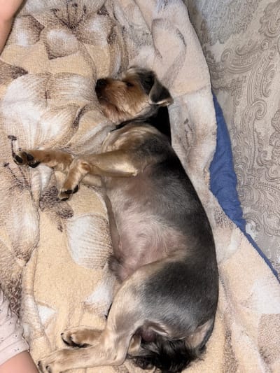 The image shows a small dog, likely a Yorkshire Terrier, sleeping soundly on a soft, patterned blanket. The dog is curled up on its side, with its head resting on its paws. Its fur is a mix of gray and tan, and it appears to have been recently groomed. The blanket is a light cream color with a repeating pattern of light brown floral designs. A blue blanket or pillow is visible underneath the patterned blanket near the top of the image. The background is blurred, suggesting the photo was taken indoors, possibly on a bed or couch. The lighting is dim, indicating it could be nighttime or a poorly lit room. The overall mood is one of peace and comfort, with the dog appearing relaxed and content in its slumber. There is no visible text in the image. The location context is Tambov, Russia.