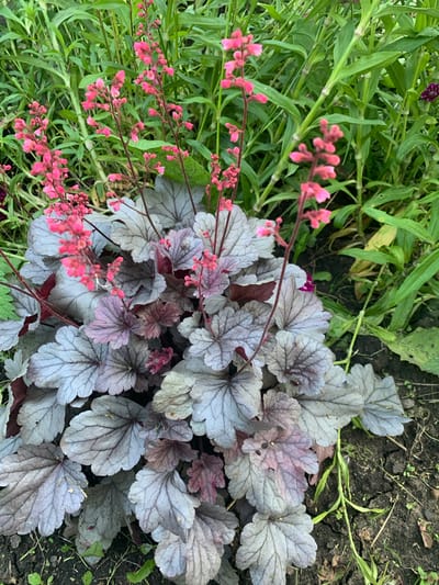 The image shows a close-up, eye-level view of a Heuchera plant with silvery-purple foliage and tall, delicate spikes of pink flowers. The plant is situated in a garden bed with dark, dry soil and scattered green seedlings. In the background, there are out-of-focus green plants, possibly other garden foliage. There is no discernible indication of the specific location within Карманово, Russia. The scene depicts a static plant in a naturalistic garden setting.