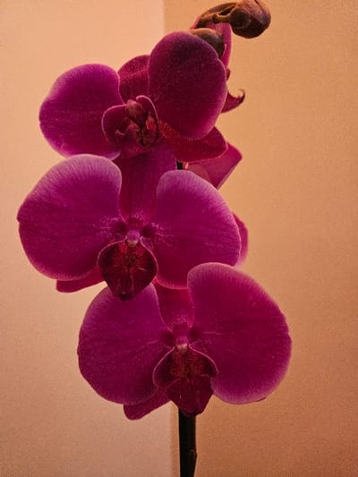 The image displays a close-up, vertical shot of a vibrant magenta-purple Phalaenopsis orchid. Three fully open blossoms are prominently featured, characterized by their deep fuchsia petals with a subtly velvety texture and darker, maroon-colored labellum (lip). Above these, at the top right of the frame, several tightly closed buds are visible, indicating further blooming. The orchid's dark green or black stem is visible vertically towards the bottom center. The background consists of a plain, smooth, light beige or pale orange-brown wall, providing a neutral backdrop. No people or actions are depicted. The scene is static and appears to be an indoor setting. The specific location within Cherwell District, United Kingdom, cannot be determined from the visual information provided in the image.