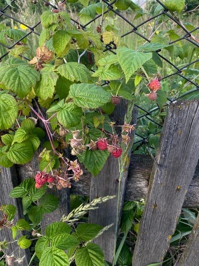 The image captures a close-up view of a raspberry bush growing near a weathered wooden fence in Oktyabr'skii, Russia. The raspberry plant features vibrant green leaves, some showing signs of browning, and clusters of developing and ripe raspberries. The berries range in color from light pink to deep red. The wooden fence, made of rough-hewn planks, shows signs of age and weathering, with some yellowing discoloration and exposed nails.
The scene appears to be outdoors, likely in a rural or garden setting, given the presence of the raspberry bush and fence. The lighting suggests it is daytime, with soft sunlight filtering through the foliage. The overall impression is one of natural growth and rustic charm. There is no visible text in the image.