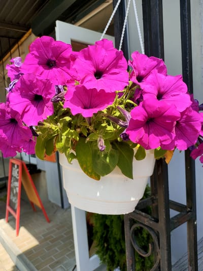 The image shows a hanging basket of bright pink petunias, set against a blurred background of a building and outdoor elements. The basket is white and appears to be made of plastic, with a textured, tiered design. The petunias are vibrant, with deep purple centers, and are in various stages of bloom. The leaves of the plant are green, with some showing signs of yellowing. In the background, a black metal railing is visible, along with a white wall and a dark overhang. To the left of the basket, a portion of a red A-frame sign with white writing is visible, suggesting an outdoor commercial setting. The ground appears to be paved with light-colored bricks. The lighting suggests it is daytime, with strong sunlight casting shadows. The scene is an outdoor area, likely a storefront or cafe entrance in Nosivka, Ukraine, given the context. There are no people or animals present in the image.