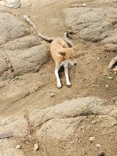 This media file shows a tan dog lying on sandy ground in what appears to be an outdoor setting. The dog is lying on its side with its front paws extended forward. Its head is turned to the side and its eyes are closed, suggesting it is resting or sleeping. The ground is a mix of sand, dirt, and small pebbles, with some dried leaves and twigs scattered around. There are also some exposed tree roots visible near the dog. The lighting suggests it is daytime, and the overall scene is one of a rural or natural environment. There are no visible people or text in the image. The sandy terrain and sparse vegetation are consistent with a location like Kabwir, Nigeria.