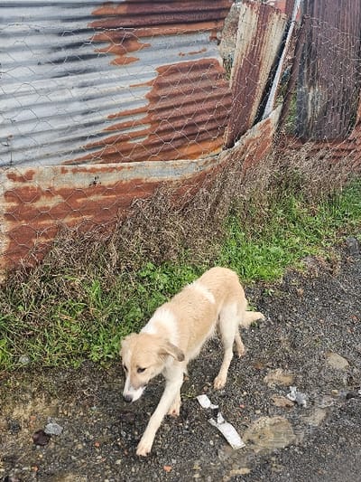 The scene captures an outdoor environment in Moqrisset, Morocco. A medium-sized, slender mixed-breed dog with light tan and white fur stands on a damp, dark gravelly path, facing downwards and slightly to its left. Its left front leg is extended forward. The ground contains small puddles and scattered white debris, including a torn piece of paper. In the background, a weathered fence is constructed from corrugated metal sheets, exhibiting significant rust, particularly on its lower half. This metal structure is overlaid with a section of wire mesh. Along the base of the fence and extending into the midground are patches of green grass mixed with dry, brown vegetation.