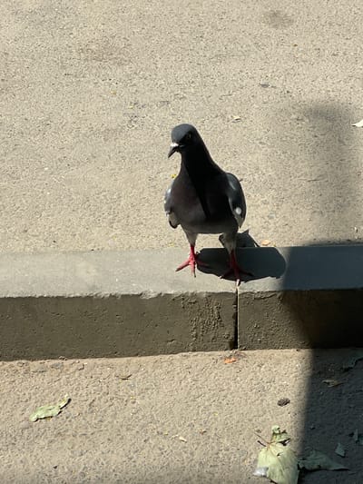 A lone pigeon stands on a concrete curb in Cahul, Moldova. The pigeon is dark gray with iridescent neck feathers and red legs. It is facing forward, with its head slightly turned to the left. The pigeon is standing on the edge of a gray concrete curb that separates a sidewalk from a paved area. The paved area appears to be asphalt, with small pebbles and debris scattered across it. The pigeon is casting a shadow on the paved area to its right. The lighting suggests it is daytime, with sunlight casting distinct shadows. There are some scattered dry leaves on the ground around the curb and paved area. The background is out of focus, but appears to be a continuation of the paved area and possibly a wall or building.