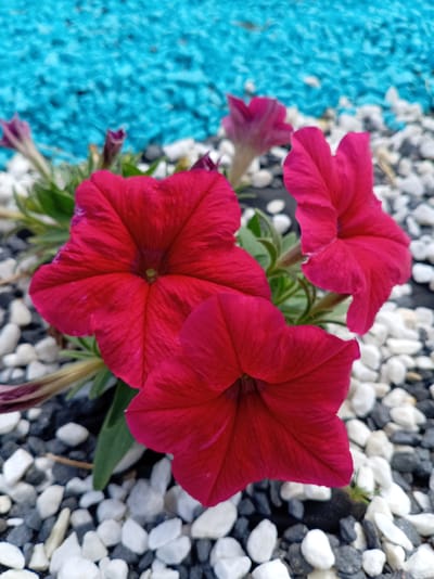 A close-up, eye-level shot focuses on three vibrant red petunias in the foreground. The flowers are characterized by their trumpet-like shape and five distinct petals, with visible veins adding texture. Their color is a deep, rich red, with hints of magenta at the edges. One flower is positioned centrally, another to the right, and a third to the lower right, creating a sense of depth. Green leaves and stems are visible between the blooms.
The flowers are planted amidst a decorative ground cover of small white and dark grey pebbles. Behind the flowers, and slightly out of focus, is a bright turquoise area, also composed of small decorative stones. This turquoise background contrasts sharply with the red of the flowers and the neutral tones of the pebbles. The lighting appears bright, suggesting daytime, and the overall scene evokes a sense of vibrant outdoor display, likely in a garden or landscaped area. The setting appears to be in a region with a temperate climate, given the presence of flowering plants. There is no visible text in the image.