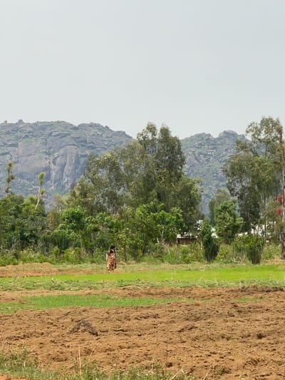 The image shows an outdoor landscape in Zankan, Nigeria. A rocky mountain or large rock formation is visible on the left, bordered by trees. A cultivated field is on the right side of the image, with plowed brown soil, interspersed with strips of green grass or vegetation. A person (or persons) is positioned between the trees and the cultivated land, wearing a dark patterned garment and carrying something on their head. The sky is overcast and light gray.
