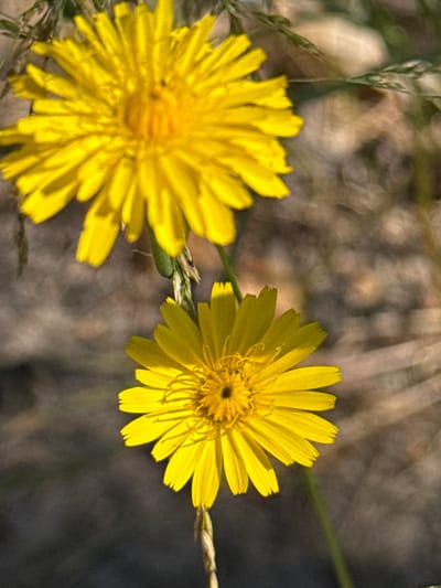 The image depicts two vibrant yellow wildflowers in close proximity, set against a softly blurred background of dry vegetation and earth. The top flower, larger and more prominent, displays a full bloom with numerous ray florets radiating from a central disk. Its petals are a bright, sunny yellow, some slightly curved. Below it, a second, smaller flower is also in bloom, exhibiting a similar yellow hue and petal structure. Both flowers appear to be in a natural outdoor setting, with hints of dried grass stalks and thin stems visible. The lighting suggests it could be daylight, casting subtle shadows and highlighting the delicate texture of the petals. The overall impression is one of natural beauty and tranquility. There is no indication of any urban environment or specific landmarks that would suggest a location within the city of Korobivka, Ukraine.