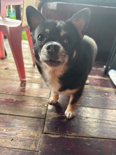 A small black and tan dog is lying down on a weathered wooden floor, likely outdoors. The dog is looking directly at the camera with a curious expression. Its ears are perked, and its eyes are bright. The floorboards are a mix of brown and purple hues, showing signs of age and wear. Sunlight streams in from the side, creating shadows and highlighting the texture of the wood. In the background, a red chair is partially visible, and beyond that, there's a glimpse of greenery, suggesting a garden or yard. The overall scene appears to be a casual, relaxed moment, possibly in a backyard or porch area. No visible text is present in the image. The time of day appears to be daytime due to the sunlight. The location context is Дзержинец-83 Снт, Russia.