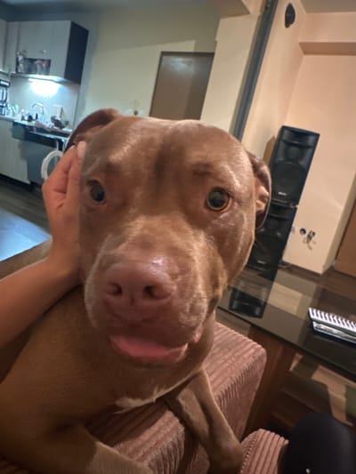 A close-up, vertically oriented shot shows a brown dog's face as it rests on a person's lap. The dog has dark brown eyes, a pink nose, and its mouth is slightly open, revealing a pink tongue. A human hand is visible, gently touching the dog's chin. The dog is lying on a textured, pink surface, possibly a sofa or chair. In the background, to the left, a speaker system is mounted on a wall. Further in the background, there are cabinets and what appears to be a kitchen area with a bright light. To the right, a black object, possibly a speaker or part of a sound system, is visible. The lighting suggests it could be evening or indoors. The overall mood is intimate and affectionate, with the focus clearly on the bond between the person and the dog.