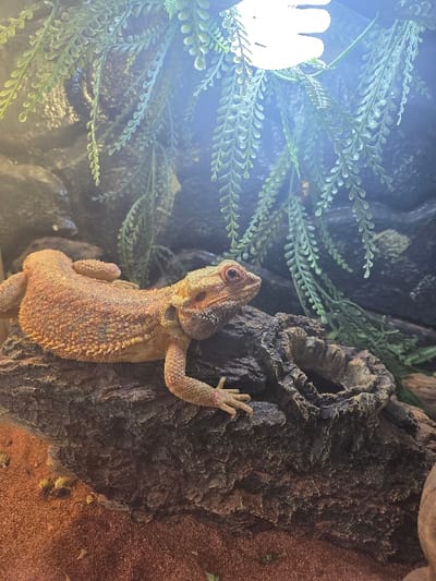Within an artificial habitat located in Eeklo, Belgium, a single reddish-orange bearded dragon (Pogona vitticeps) is observed resting on a dark brown, textured log. The reptile's head is turned towards the right, with its body extending leftwards across the log. The enclosure's substrate consists of reddish-brown granular material. Artificial green foliage hangs from the upper background, partially obscuring a dark, rocky-textured rear wall. A bright, unshaded white light source, likely a terrarium lamp, is visible in the upper right quadrant, illuminating the interior. No other subjects or actions are present.