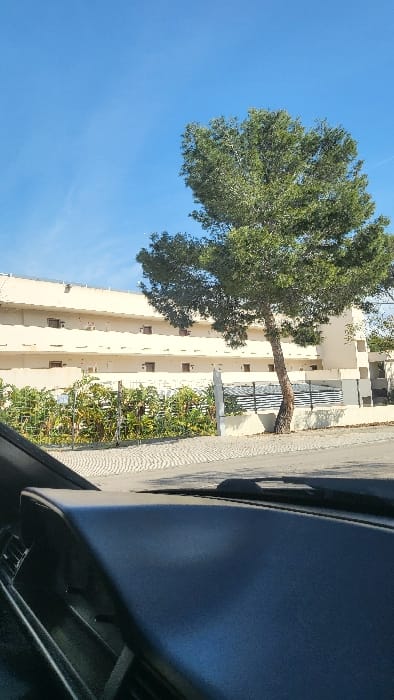 A daytime outdoor scene in Magaluf, Spain, captured from inside a vehicle, evidenced by a dark, textured dashboard visible in the lower foreground. The immediate midground features a light-colored, patterned paved surface, consistent with a street or pathway. A mature tree with a thick, slightly curved trunk and dense green foliage stands prominently on the right. Behind the tree, a low, light-colored wall is topped with a modern fence featuring dark horizontal slats. Dense green vegetation is visible behind this barrier. The background is dominated by a large, multi-story building, light beige or cream in color, with numerous uniformly spaced dark-framed windows and recessed balconies or ledges across its facade. The upper portion of the image displays a clear, bright blue sky with minimal atmospheric features. No individuals, specific actions, or direct interactions are discernible within the visible environment.