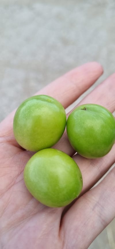 Three unripe green plums are held in an open palm, with the fingers gently cupped to support them. The background is a neutral, textured surface, possibly concrete or dirt, and is out of focus. The lighting is natural, casting soft shadows. The image was taken outdoors, likely in a rural setting given the neutral background and the presence of fruit. This scene is located in Blizhnee, Ukraine.