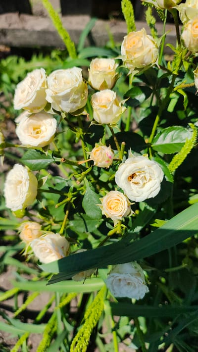 A cluster of white and cream-colored roses blooms in a garden setting. Some of the roses are fully open, revealing their layered petals, while others are still buds. A small insect, possibly a bee, is visible inside one of the open roses. The roses are surrounded by green foliage and stems. The background is out of focus, but appears to be a mix of greenery and possibly a grey, textured surface, suggestive of a garden wall or pathway. The lighting indicates it is daytime, with sunlight casting shadows on the flowers. This scene is located in the city of Zhytomyr, Ukraine.
