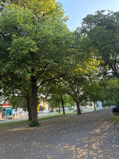 The image depicts a paved path in a park or street lined with mature trees on the left and right. The path is covered with fallen leaves. In the background, a road is visible with several cars, buildings, and a gas station. On the far right, a person is seated on a bench, facing away from the camera. The sky is clear and blue. The scene appears to be in the city of Singen (Hohentwiel), Germany, based on visual cues such as building styles and the overall urban park setting.