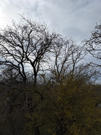 The scene depicts an outdoor natural environment in Senokos, Bulgaria. An overcast sky, characterized by light grey tones and discernible cloud formations, occupies the upper portion of the image. The majority of the frame is filled with dense botanical elements. Several large deciduous trees with intricate, dark, and leafless branches are prominently silhouetted against the sky, suggesting a dormant seasonal state. In the lower right and central areas, a substantial shrub is visible, displaying a profusion of small, yellow-green buds or early blossoms. Other smaller, bare branches and dark undergrowth are interspersed throughout the lower half of the image. No individuals, animals, or artificial structures are present within the frame.