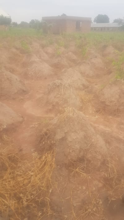 The image depicts an outdoor scene of a field with mounds of earth and dry vegetation, likely in the city of Wukari, Nigeria. In the background, several buildings are visible, including a partially constructed brick structure with open doorways and windows, and a longer, lighter-colored building with multiple windows in the distance. The foreground is dominated by uneven, reddish-brown soil with scattered dry grass and straw. Small green plants are sparsely distributed on the mounds. The overall atmosphere is hazy, suggesting overcast conditions or dust. No people are visible in the image.