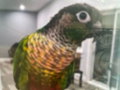 A close-up, blurred, slightly overexposed, medium shot captures a Green-cheeked Conure parrot indoors, facing right with its head tilted. The parrot's plumage displays a blend of green, yellow, and reddish-brown feathers. Its eye is visible, appearing dark with a light iris. The background is out of focus, suggesting an indoor setting with a light-colored wall and possibly furniture. To the right of the parrot, a translucent vertical object with a circular pattern and a cross shape is visible, partially obscuring the background and appearing to be a reflection or a superimposed image. There is no indication of the location being in Paczkowo, Poland.