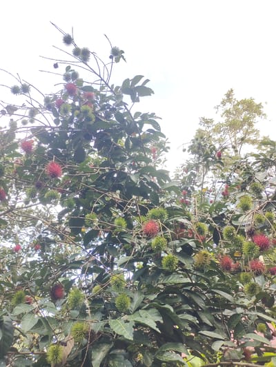 This is a medium-angle, outdoor, full shot of a rambutan tree laden with fruit in Tumpokperlak, Indonesia. The fruit, in varying stages of ripeness, displays a mix of green and red hues. The tree's branches are dense with dark green leaves, and the background is predominantly a bright, overcast sky. The image captures a natural, unmanicured scene, focusing on the abundance of the fruit. There are no people visible in the image.