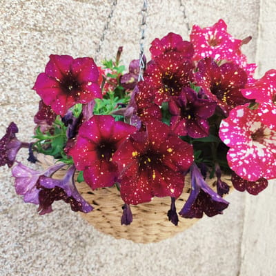 A hanging basket filled with vibrant, speckled petunias is suspended against a textured, light-colored wall. The petunias display a range of colors, from deep burgundy and magenta to bright pink, all adorned with a scattering of white and yellow spots. The basket itself is made of woven material, appearing to be straw or wicker, and is hung by chains. The background wall has a rough, pebbled texture, common in outdoor urban settings. The lighting suggests it is daytime, with soft shadows indicating an overcast or diffused light source. The image appears to be a close-up, focusing on the beauty and detail of the flowers. The scene is located in Knowsley, United Kingdom.