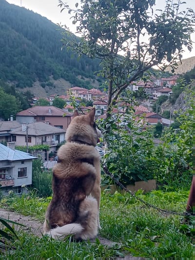 The image depicts a scenic view of Devin, Bulgaria, with a dog in the foreground. The dog, a medium-sized breed with brown and white fur, sits facing away from the camera, observing the village below. The village is nestled in a valley, characterized by its red-tiled roofs and traditional architecture. The background is dominated by a lush, green mountainside covered in trees, suggesting a rural or semi-rural setting. The lighting indicates it is likely daytime, possibly late afternoon or early evening, with a soft, diffused light. A chain leash is visible, attached to the dog and extending towards the right side of the frame. The overall atmosphere is tranquil and picturesque.