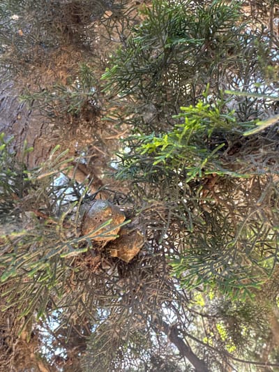 The image displays a close-up view of a coniferous tree branch, likely a juniper or cypress, with its dense foliage dominating the frame. The branches are a mix of green and brown, with some areas appearing dry and wispy, interspersed with lighter green, new growth. Two small, woody pinecones are visible nestled among the needles. The background is a blurred tapestry of similar foliage and patches of bright sky, suggesting an outdoor setting. The rough bark of a larger branch is visible on the left side of the image. There are no people or visible signs of human activity in this image. The image does not provide any specific information that would allow for its location to be identified within the city of Baku, Azerbaijan.