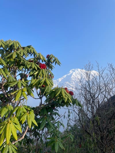 This image captures a vibrant natural landscape in Lwang Ghalel, Nepal, viewed from below, looking upwards. The primary subjects are lush green foliage with bright red flowers, bare tree branches, a towering snow-capped mountain, and a clear blue sky.
In the foreground, large, leathery green leaves, likely belonging to a rhododendron tree, fill the lower and mid-sections of the frame. Clusters of vivid red flowers are interspersed among these leaves, prominently displayed on the branches. Above and to the right, a network of bare, dark branches of another deciduous tree crisscrosses the sky, forming an intricate pattern.
In the mid-ground, a majestic, snow-covered mountain peak rises against the blue sky. Its white, rugged surface is partially softened by what appears to be atmospheric haze or mist, giving it a somewhat ethereal quality. The sky, a brilliant, uniform blue, occupies a significant portion of the upper left and central background.
The scene depicts a tranquil daytime setting with bright, clear light. The presence of blooming rhododendrons alongside bare tree branches suggests late winter or early spring in a mountainous region. There is no human activity or visible text in the image. The overall impression is one of natural grandeur and serenity, characteristic of the Himalayan foothills.