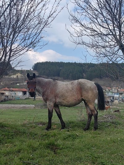 The scene is set in Vardun, Bulgaria. A single horse stands centrally in a grassy field in the foreground, facing slightly left with its head turned towards the viewer. The horse exhibits a dun or grulla coat coloration, characterized by a grey-brown body, darker lower legs, and a black mane and tail. It wears a dark-colored halter, appearing blue or purple. The ground is covered with green grass, interspersed with dry twigs and plant debris.

The scene is framed by the bare, leafless branches of two deciduous trees, one on the left and one on the right, suggesting late winter or early spring.

In the midground, behind the horse, is a section of the town of Vardun. Visible structures include multiple residential buildings with red-tiled roofs and light-colored facades. A low stone or concrete wall is present in front of some buildings on the left. To the right, partially visible behind the main horse's tail, is another lighter brown animal, consistent with a horse or cow.

The background features rolling hills. A dense, dark green coniferous forest covers a prominent hill in the central background. The sky overhead is blue with scattered white cumulus clouds. The lighting indicates a daytime setting.