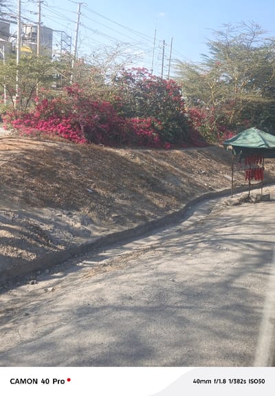 The image captures an outdoor scene dominated by an unpaved, dusty path leading towards the background. In the foreground, the path occupies the lower right portion of the frame, showing texture from small stones and dirt. A shallow concrete ditch or channel runs along the left edge of the path, separating it from an upward sloping bank. This bank, covered in sparse, dry brown vegetation and patches of shade, extends diagonally across the mid-left side of the image.

In the midground, towards the right side of the path, a small, green-canopied stall or umbrella structure is visible. Beneath its canopy, several red, cylindrical items are hanging, possibly produce or merchandise for sale. Behind the stall and along the top of the bank, a dense, vibrant bush bursts with bright pink and red flowers, likely bougainvillea, creating a strong focal point.

The background reveals a clear, light blue sky. Several utility poles and power lines crisscross the sky above the flowering bush and other trees. On the far left, behind some sparse foliage and the flowering bush, industrial-looking structures, possibly silos or parts of a factory, can be seen. Trees with relatively sparse, light green or bare branches are scattered throughout the mid and background.

The scene is brightly lit by natural sunlight, casting distinct shadows on the ground and the bank, suggesting a sunny day, possibly in the morning or late afternoon. No people are visible in the frame, giving the impression of a quiet moment in this semi-urban or rural setting.

At the bottom left of the image, white text reads: "CAMON 40 Pro •".
At the bottom right, white text provides camera specifications: "40mm f/1.8 1/382s ISO50".