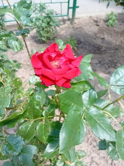 A close-up, high-angle shot captures a vibrant red rose in bloom, its petals unfurling to reveal a cluster of golden stamens. The rose is positioned on the right side of the frame, with its stem and leaves extending across the image. The leaves are a deep green, some showing slight damage or discoloration, and have a glossy texture. Behind the rose, the background is a soft focus of earthy tones, suggesting soil and possibly a pathway. In the upper left quadrant, a hint of a green metal fence is visible, along with some sparse greenery. The lighting suggests it is daytime, likely with natural sunlight illuminating the scene. The overall impression is one of natural beauty and the simple elegance of a garden setting. There is no visible text. The context provided places this scene in Kherson, Ukraine.