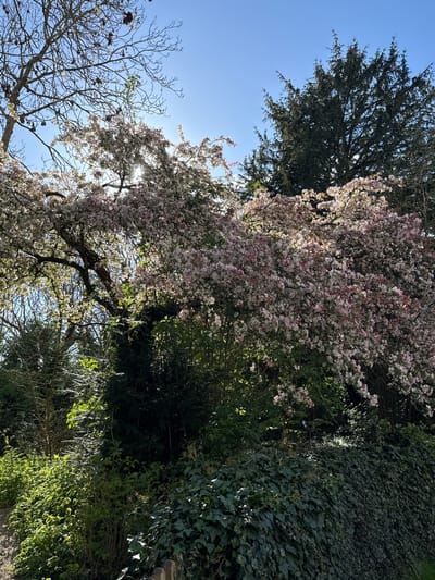 The image shows a sunlit outdoor scene in Dacorum, United Kingdom. Dominating the view are trees in various stages of bloom and foliage, set against a bright blue sky. One tree is covered in light pink blossoms, while another is a dark green conifer. Leafless branches are visible in the lower left corner. Lush green bushes and ivy-covered walls are present on the right side of the frame. The sun's rays are filtering through the blooming tree, creating a bright glare. There are no people visible in the image.