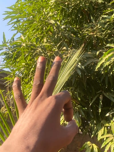 A close-up shot depicts a brown-skinned human hand holding a palm leaf against a backdrop of lush green foliage. Sunlight illuminates the scene, casting shadows across the hand and leaves. The hand's fingers are slightly spread, gently grasping the palm leaf's slender fronds. The background vegetation includes mango leaves and other plant life, contributing to a dense and vibrant natural setting under a bright sky.