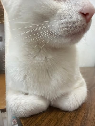 The media file is a close-up, overhead shot of a white cat's face and body resting on a wooden surface. The cat's pink nose and long white whiskers are prominently displayed in the upper left of the frame. The cat's fur is thick and fluffy, appearing soft to the touch. Its body extends towards the right side of the image, where a white paw is visible resting on the textured wooden surface. The wooden surface appears to be a table or shelf, with visible grain patterns. The lighting suggests it is daytime, and the overall mood is peaceful and relaxed, characteristic of a sleeping or resting pet. There are no people visible in the image, and the scene appears to be indoors. No text is discernable in the media file. The location context is Figueres, Spain.