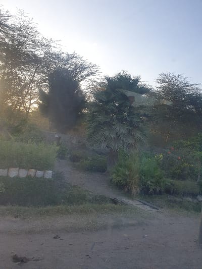 A sunlit path winds through a landscape of arid vegetation. Palm trees and other trees populate the scene against a bright sky. Rocks line the path's edge. The overall view suggests a natural environment, potentially a garden or park.