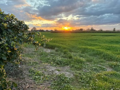 The image depicts a rural scene at sunset, likely located near Gorleston-on-Sea, United Kingdom, given the landscape and environmental cues. A field of green grass occupies the central and right portion of the image, while the foreground features a patch of rougher ground with sparse vegetation and dried leaves. A bush with green leaves and small yellow flowers is visible on the left side of the frame. In the distance, the setting sun casts a warm glow over the horizon, partially obscured by clouds. Structures resembling houses and trees are silhouetted against the bright sky. The sky itself is filled with a mix of gray and orange-tinted clouds. There are no people visible in the image.