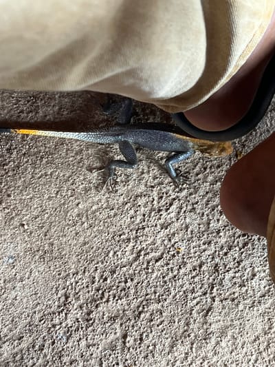 An overhead close-up photograph displays a vibrant lizard positioned on a rugged, light brown textured surface, resembling a wall or ground. The lizard, likely an Agama, exhibits striking coloration: a bright orange or reddish head, a scaly, dark blue-grey body, and a tail that darkens towards the tip but features a distinct orange-yellow stripe along its length. Its forelimbs and hind limbs with visible claws are splayed as it rests or moves across the rough terrain.
The lizard's head is oriented towards the top left of the frame, bringing it into close proximity with a partial human presence. Visible in the upper left corner are the heel and Achilles area of a human foot, accompanied by a dark, possibly black, sandal strap and a section of light-colored, cream or beige fabric, likely from trousers or shorts. The natural lighting suggests the image was taken during daytime.
The scene is calm and depicts a moment of close interaction or observation between the human and the reptile. No specific weather conditions are indicated, but the outdoor setting is characteristic of locations like Gboko, Nigeria, where such lizards are commonly found. There is no visible text in the image.
