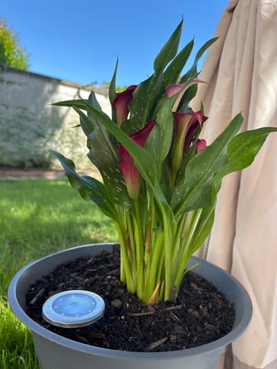 In the city of Villa Pasquali, Italy, a close-up shot captures a potted plant with deep red calla lilies and vibrant green leaves. The plant, situated in a grey plastic pot filled with dark soil, is outdoors, with a lush green lawn and a concrete wall visible in the background. A beige awning or curtain drapes from the right side of the frame, partially obscuring the view. A small, circular solar-powered light is embedded in the soil near the base of the plant. The sky above is a clear, bright blue. The image is taken from a slightly low angle, emphasizing the plant and its surroundings.