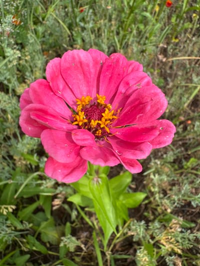 A close-up, vertical, eye-level shot shows a vibrant pink zinnia flower in full bloom, centered in the frame. The flower's petals are a rich, saturated pink with subtle variations in shade and delicate, slightly curled edges. At the heart of the zinnia, a cluster of bright yellow stamens stands out against a darker, reddish-purple center. The flower is supported by a sturdy green stem and lush green leaves, which are slightly out of focus.
The background is a naturalistic setting with a profusion of green foliage, suggesting a garden or natural landscape. Hints of other, less distinct plants and some blurred red elements, possibly other flowers, are visible in the soft-focus background. The lighting appears to be natural daylight, casting soft shadows and highlighting the texture of the petals. The overall impression is one of natural beauty and growth.
The location is stated as the city of Мичуринское, Russia.