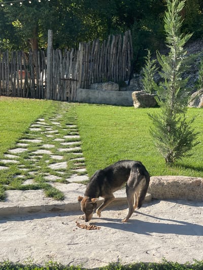 The scene depicts an outdoor area in Brănești, Moldova, under bright daylight. A lean, medium-sized dog with dark brown fur on its back and lighter brown fur on its head and legs is positioned centrally on a concrete patio. The dog is actively consuming a small pile of brown, dry kibble scattered directly on the concrete surface. Its head is lowered towards the food.

To the left of the dog, a pathway composed of irregularly shaped, light grey stepping stones is embedded within a well-maintained green grass lawn, extending into the background. On the right side of the lawn, two slender, young conifer trees are visible, with the taller one positioned further back. Behind the lawn, a rustic fence constructed from vertical, untreated wooden logs and branches spans the width of the frame. A simple wooden gate is integrated into this fence. Behind the fence and above the concrete patio, dense green foliage and trees indicate a wooded or hilly area. A low, light-colored concrete structure, possibly a planter or retaining wall, runs along the base of the fence in the midground, with large natural rocks near it. Shadows are distinctly cast on the concrete patio by the dog and other objects, indicating sunlight from the left. String lights are faintly visible at the top-left edge of the frame.