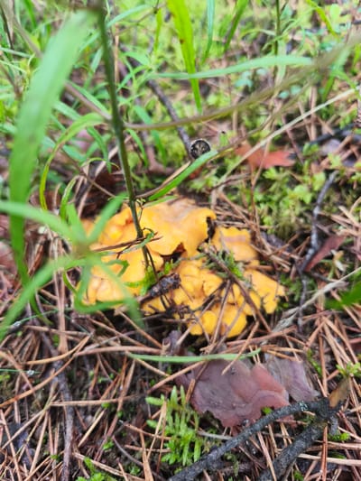 A cluster of bright orange mushrooms, likely chanterelles, is visible in the foreground of a forest floor in Парэцкі сельскі Савет, Belarus. The mushrooms are nestled amongst dry pine needles, moss, and small green plants. The lighting suggests an overcast day.