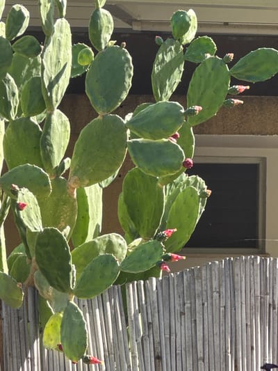 The image displays a large, vibrant green Opuntia cactus, commonly known as prickly pear, prominent in the foreground. The cactus features numerous flattened, oval-shaped pads arranged in a segmented structure, with several reddish-pink buds or small fruits visible along the edges of various pads. The plant is brightly lit by direct sunlight, casting distinct shadows on its surfaces. In the background, a light brown or tan building wall is partially visible, featuring a dark, rectangular window positioned towards the upper right. A vertical fence, constructed from light-colored, thin, cylindrical slats, likely bamboo or reeds, extends across the lower portion of the frame, partially obscured by the cactus foliage. The scene is located in the Gilboa Regional Council, Israel. No individuals or active subjects are present.